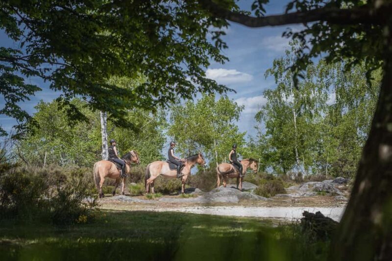 Horseback riding in the Fontainebleau forest - Key Points