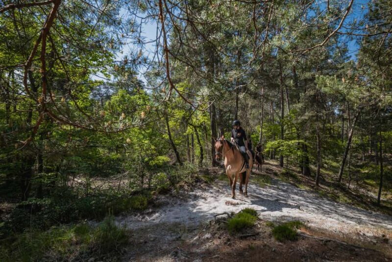 Horseback riding in the Fontainebleau forest - The Bottom Line: Who and Why?