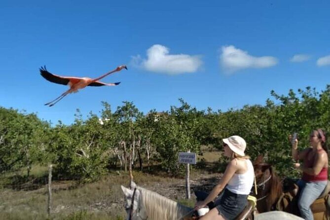 Horseback Riding on the Beaches of Holbox - What Reviewers Say