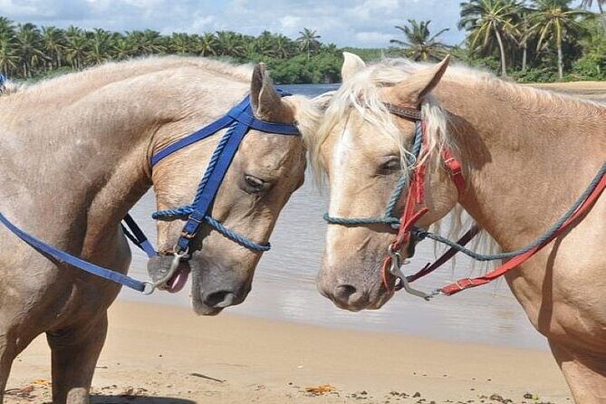 Horseback Riding to Maimon River from Punta Cana - The Sum Up
