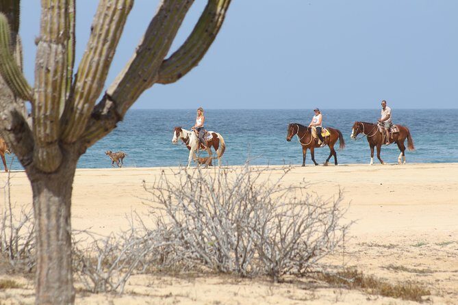 Horseback Riding Tour in Cabo San Lucas - Authentic Experiences and Guest Feedback