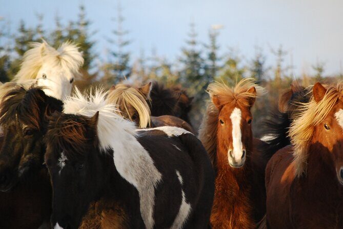Horseback Riding Tour in Iceland - FAQs About the Iceland Horseback Riding Tour