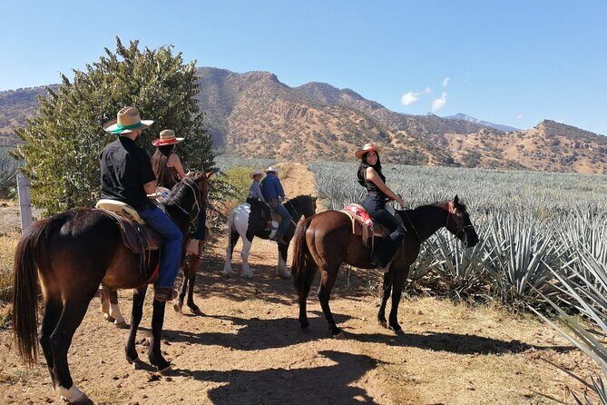 Horseback Riding Tour in The Agave Field with Lunch - Price vs. Value
