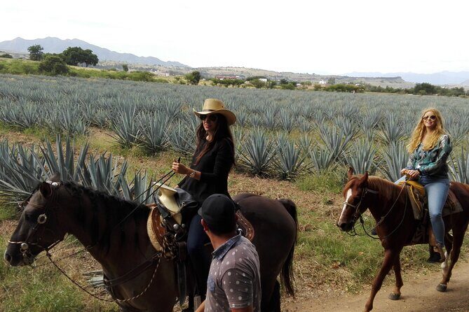 Horseback Riding Tour in The Agave Field with Lunch - The Sum Up