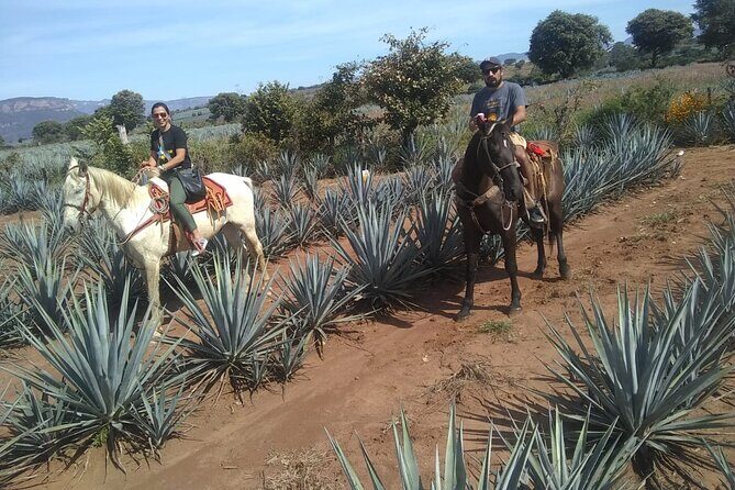 Horseback Riding Tour in The Agave Field with Lunch - FAQ