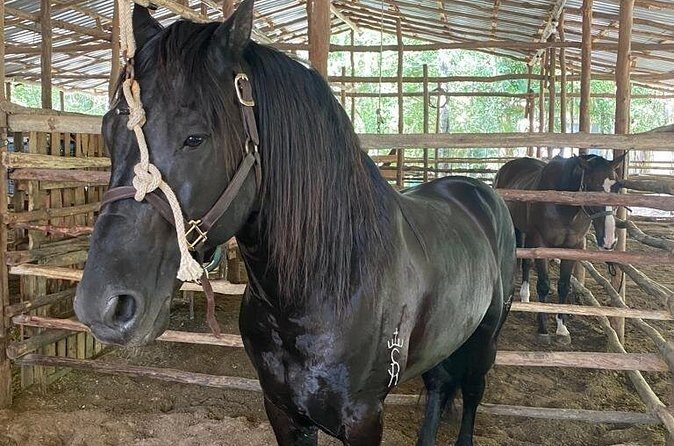 Horseback Riding Ziplines and Cenote Tour with Lunch - Final Thoughts