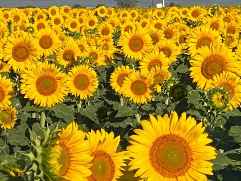 Hot Air Balloon Ride Seville to Huelva (1PAX) - Who Is This Tour Best For?