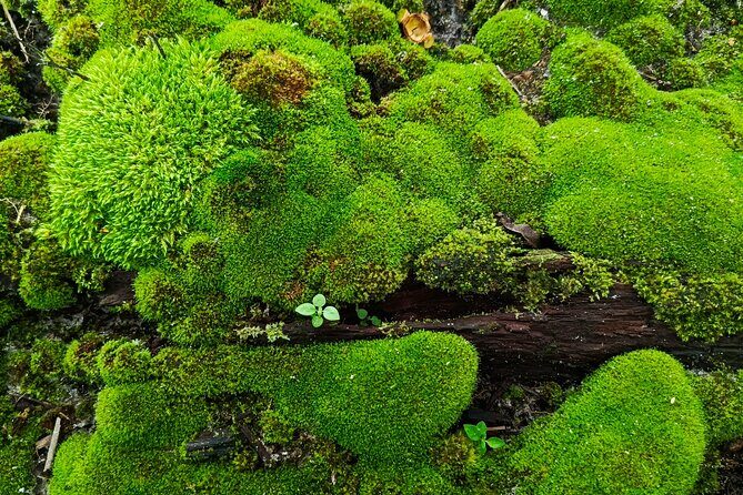 Hot Springs NP Self Guided Driving and Walking Audio Tour - Key Points