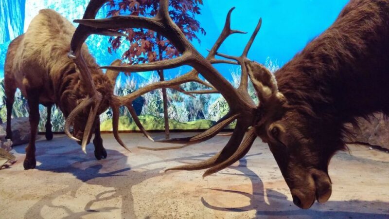 Houston CityPASS®: Save up to 51% at 5 Top Attractions - Final Thoughts