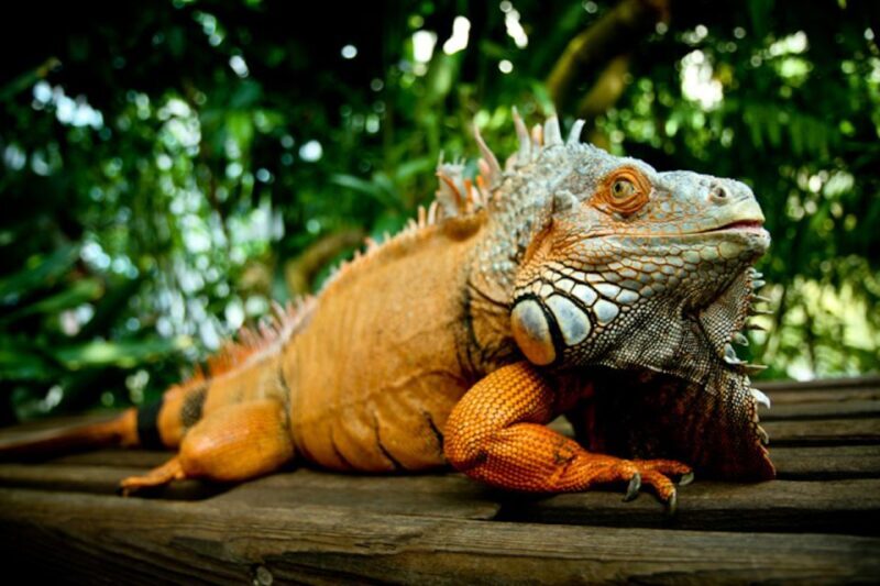 Houston Museum of Natural Science: Cockrell Butterfly Center - Practical Tips for Visiting