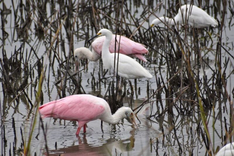Houston: San Jacinto Museum Ticket - Houston: San Jacinto Museum Ticket – A Hands-On Dive into Texas History
