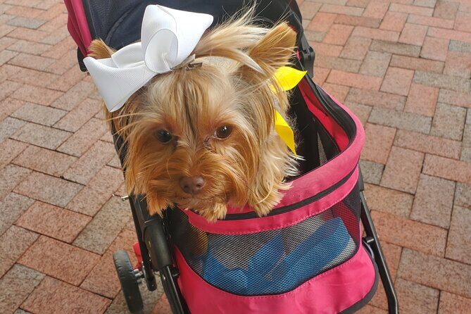 Howl O Ween Doggy Costume Party Cruise - Is It Worth the Price?