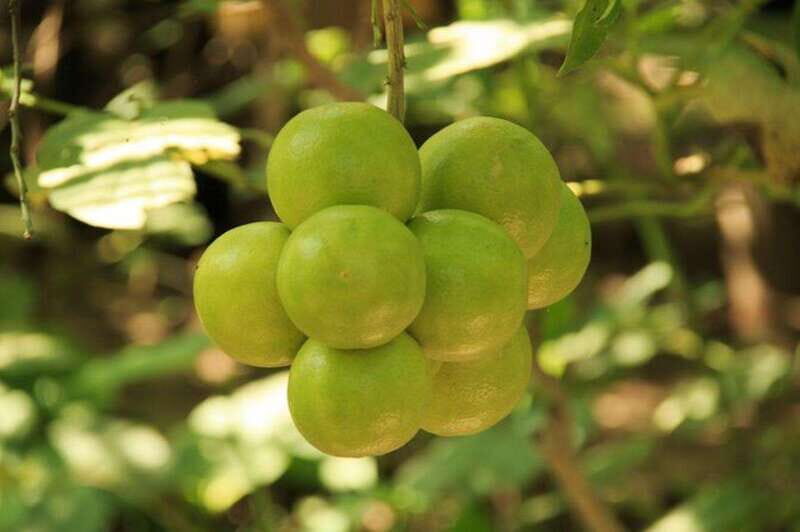 Huatulco: Authentic Rural Mexican Experience Adventure - Is It Worth the Price?