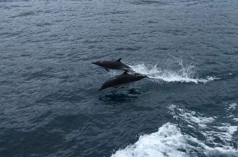 Huatulco: Awakening with Stars Dolphins Boat Cruise - The Pros and Cons