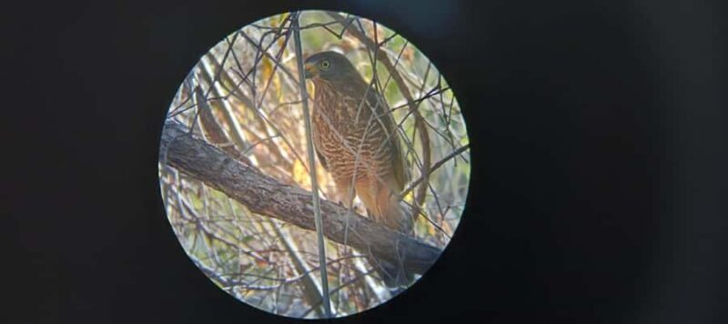 Huatulco: Birdwatching and searching in Huatulco - Who Should Consider This Tour?