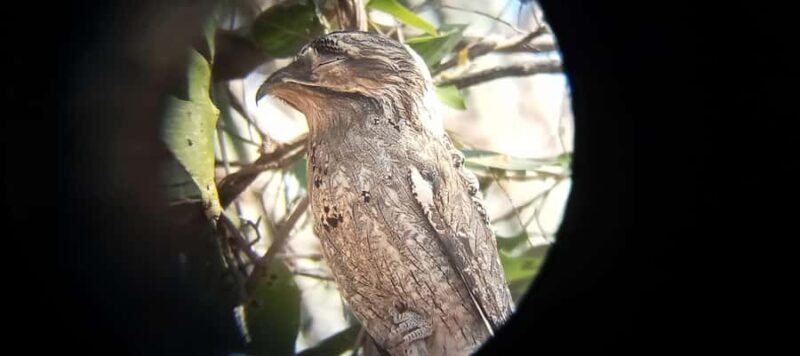 Huatulco: Birdwatching and searching in Huatulco - Final Thoughts: Is This Tour Right for You?