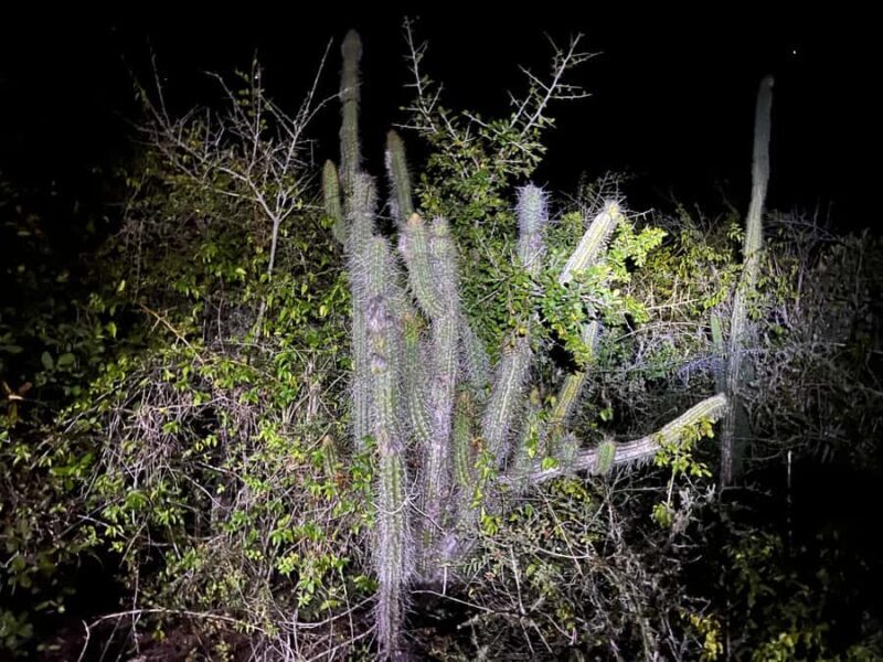 Huatulco: Nighttime Sea Turtle Monitoring guided by a biologist - Huatulco: Nighttime Sea Turtle Monitoring guided by a biologist