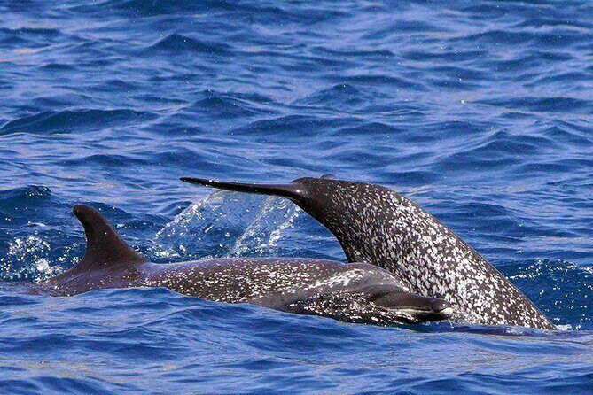 Huatulco Ocean, Bays & Coral Reef Snorkeling Adventures - Authentic Feedback: What Travelers Are Saying