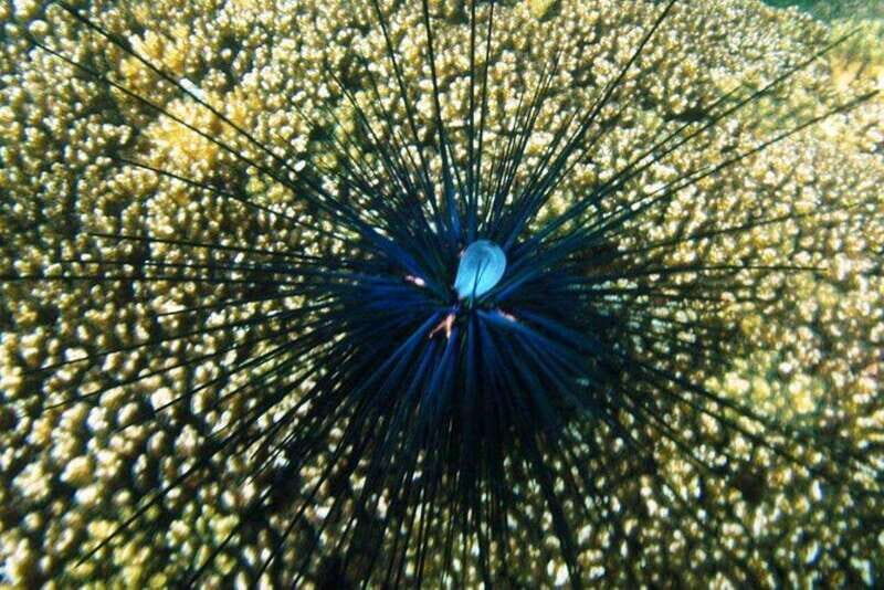 Huatulco: Premium Family Snorkeling Experience - Exploring Huatulco’s Underwater World