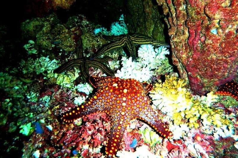 Huatulco: Premium Family Snorkeling Experience - Who Should Consider This Tour?