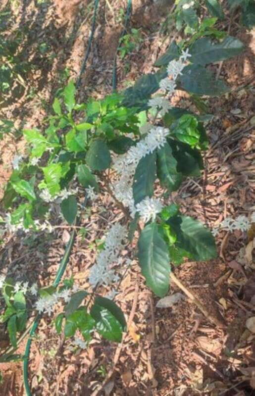 Huatulco: Private Coffee and Fruit Ranch Experience - Who Should Consider This Tour?