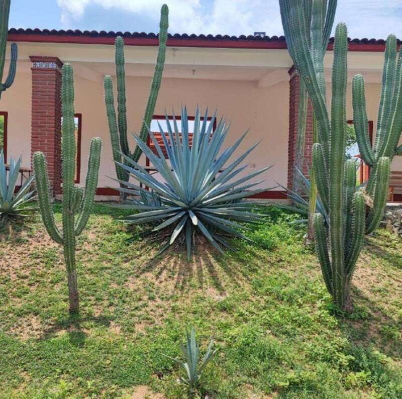 Huatulco: Private Mezcal Factory Experience - Key Points