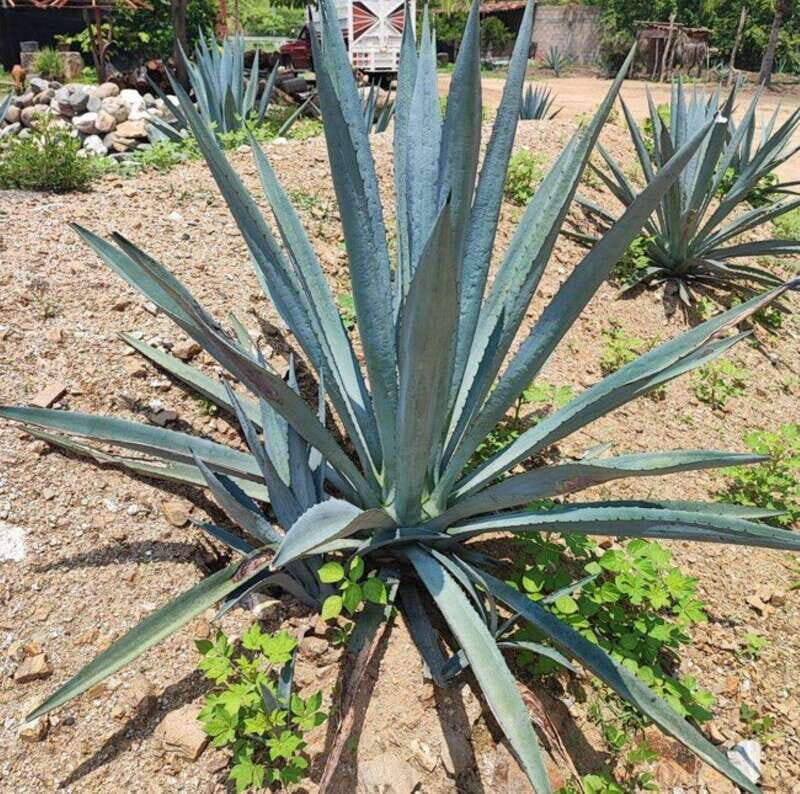 Huatulco: Private Mezcal Factory Experience - Final thoughts