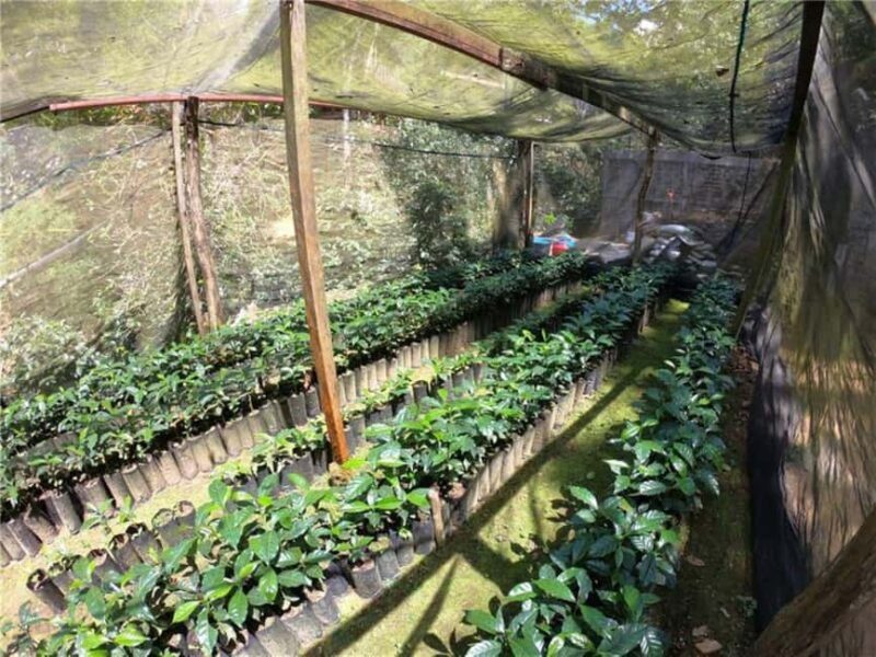 Huatulco: Santa Maria and Pluma Hidalgo Coffee Tour - FAQs