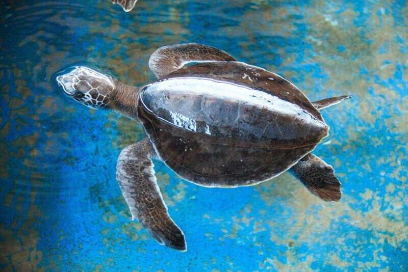 Huatulco: Turtles & Crocs Experience - The Experience Quality and Reviews