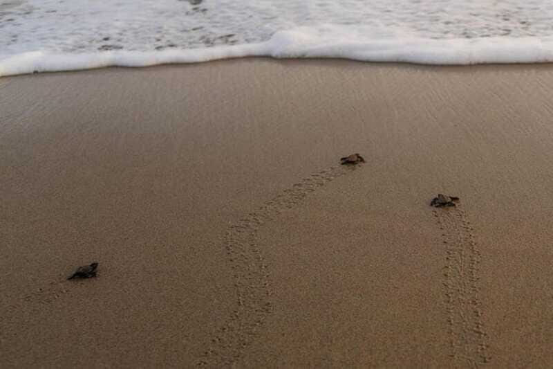 Huatulco: Unique Turtle Sanctuary & Sunset Experience - Practical Considerations