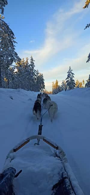 Hudiksvall: Dog Sledding Tour with Bonfire and Refreshment - Key Points