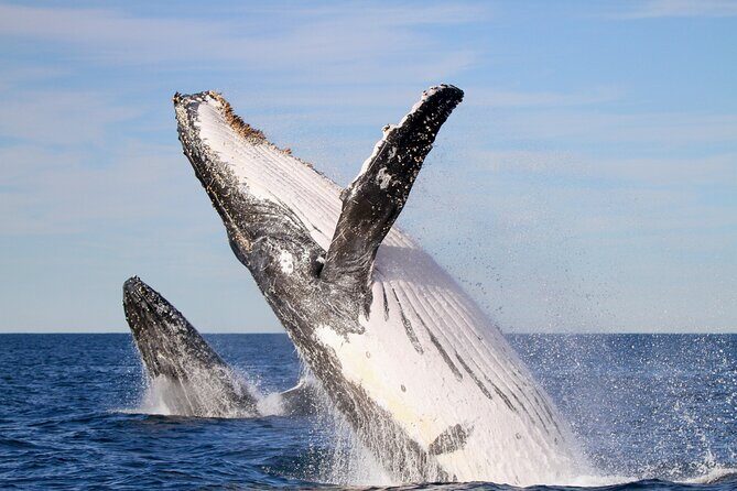 Humpback Whale Encounter Tour from Newcastle - Key Points