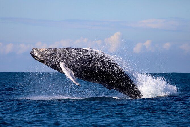 Humpback Whale Encounter Tour from Newcastle - The Sightings & Wildlife