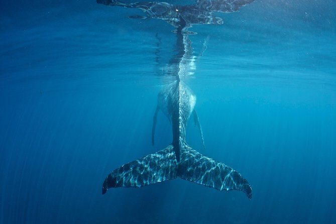 Humpback Whale Safari - Key Points