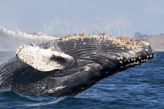 Humpback Whale Watching and Cabo San Lucas Arch Tour - The Landmarks and Sightseeing