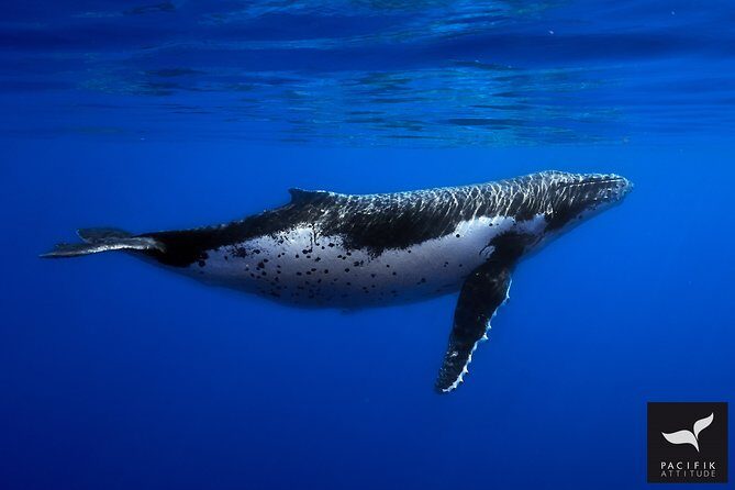 Humpback whale watching and marine life in Moorea - What to Expect from the Tour