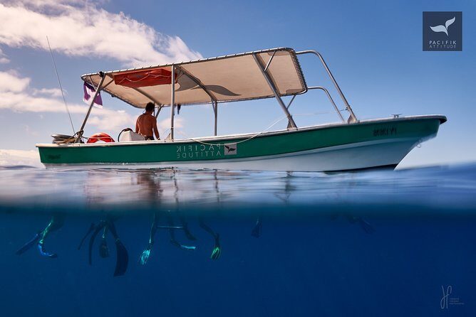 Humpback whale watching and marine life in Moorea - Who Should Consider This Tour?