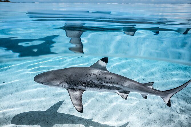 Humpback whale watching and marine life in Moorea - Final Thoughts: Is This the Tour for You?