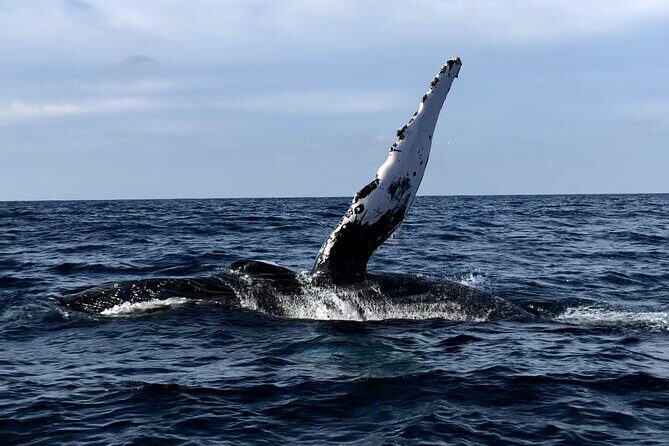 Humpback Whale Watching Private Tour - Key Points