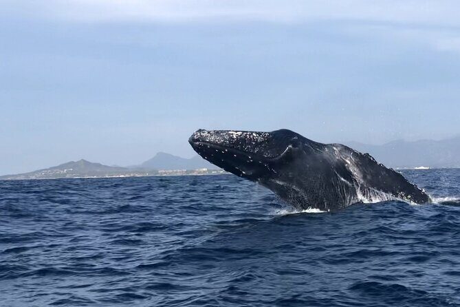 Humpback Whale Watching Private Tour - Who should consider this tour?