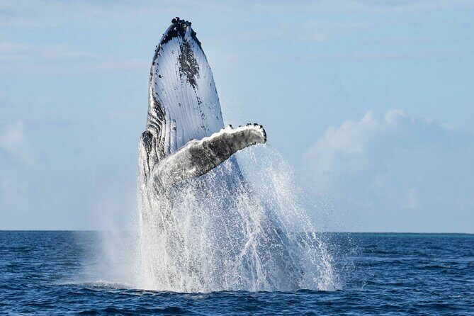 Humpback Whale Watching Private Tour Lead by Marine Biologist - Key Points