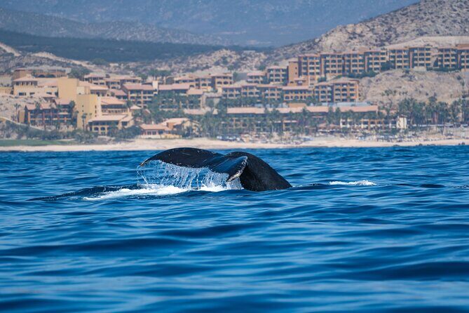 Humpback Whale Watching Private Tour Lead by Marine Biologist - In-Depth Breakdown of the Itinerary