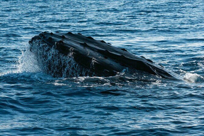 Humpback Whale Watching Private Tour Lead by Marine Biologist - Who Should Consider This Tour?
