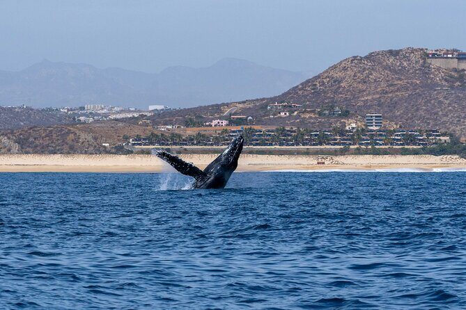 Humpback Whale Watching Private Tour Lead by Marine Biologist - FAQs About the Tour