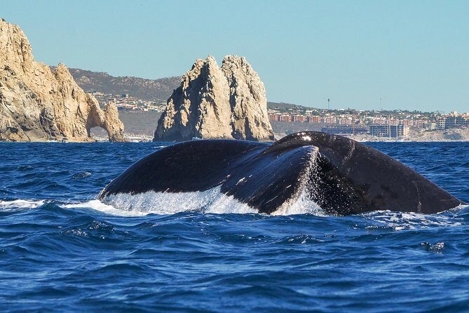 Humpback Whales in Cabo San Lucas - Who Will Love This Experience?