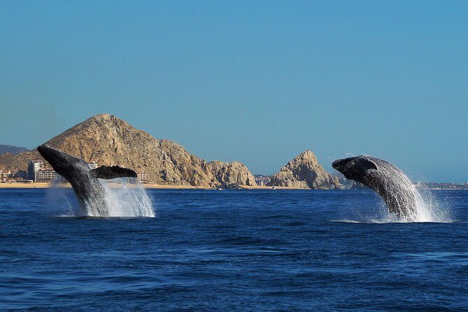 Humpback Whales in Cabo San Lucas - Final Thoughts