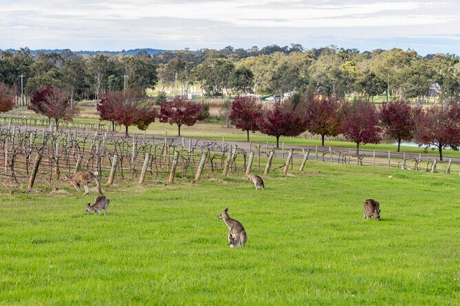 Hunter Valley All Inclusive Boutique Wine Tour from Sydney - Key Points