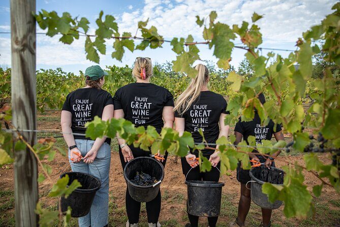 Hunter Valley Premium Tastings with Lunch - What We Think About the Value