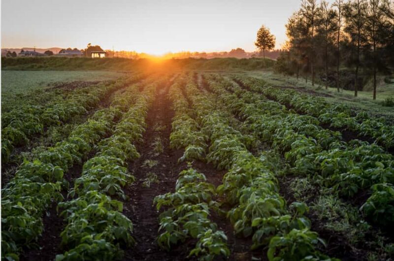 Hunter Valley: Private Day Tour from Sydney with Your Crew! - What to Expect from Your Hunter Valley Day Trip