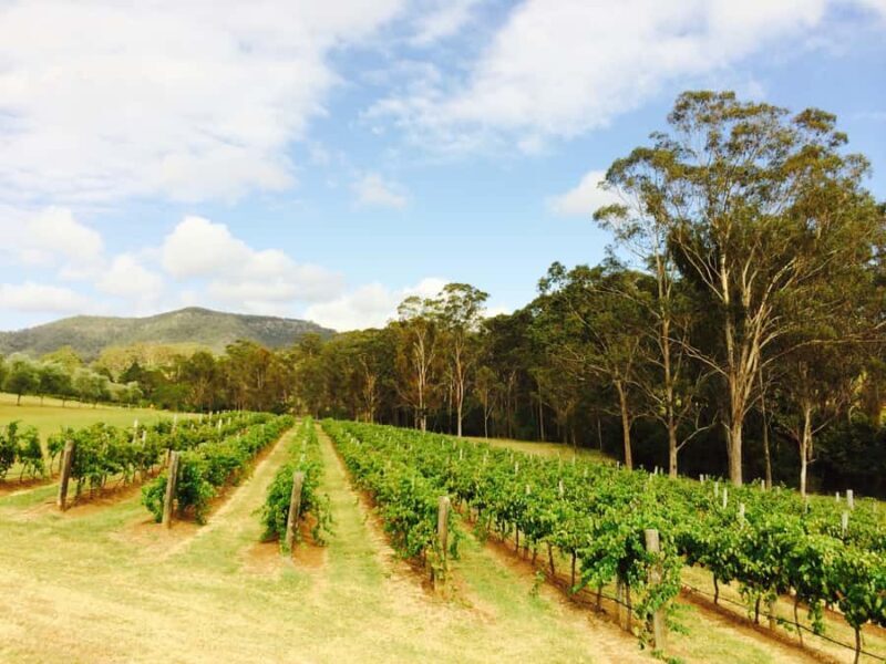 Hunter Valley: Tulloch Wines Mystery Wine & Cheese Tasting - Who Should Consider This Experience?